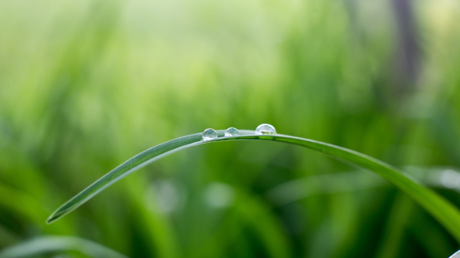 ruohon päällä vesipisarat